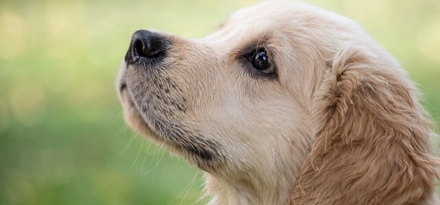 Quelle est la meilleure assurance pour animaux ?