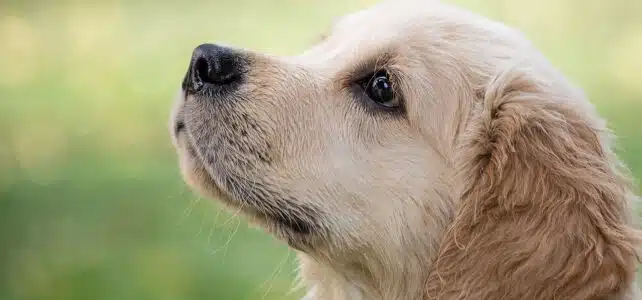 Quelle est la meilleure assurance pour animaux ?